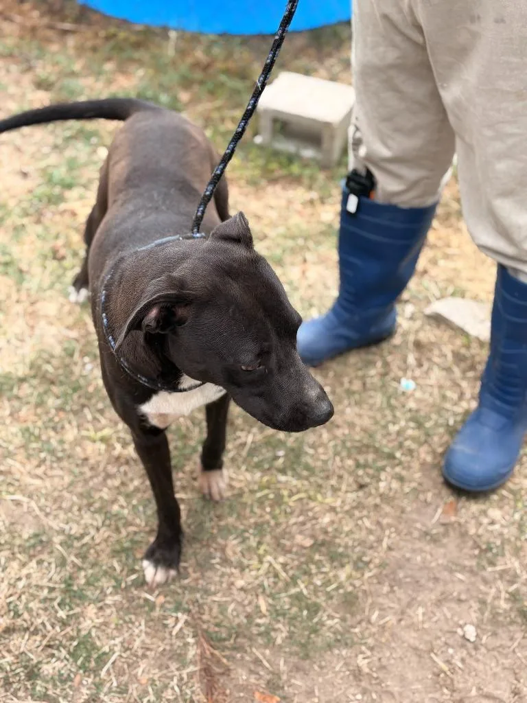 A young medium-sized female Mixed Breed dog named Evey for adoption in Effingham, SC