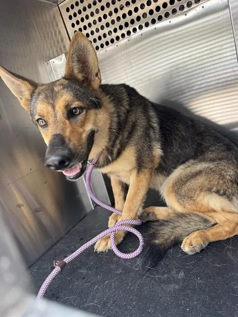 A young large-sized female German Shepherd Dog dog named Clementine for adoption in Grand Prairie, TX