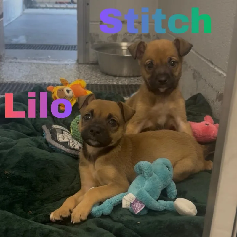 A baby medium-sized male Brown / Chocolate Belgian Shepherd / Malinois dog named Stitch for adoption in Fairmont, WV