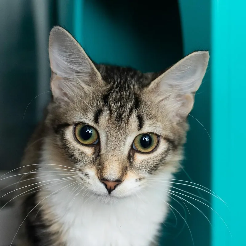 A baby small-sized female Brown / Chocolate Domestic Short Hair cat named Jasmine for adoption in Middletown, RI