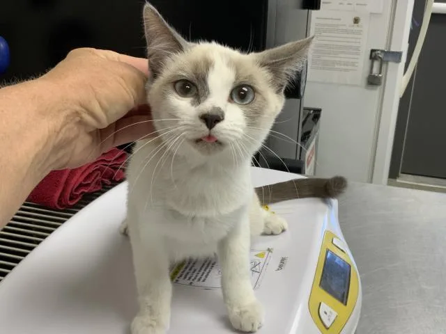 A baby small-sized female Snowshoe cat named Magnolia for adoption in Visalia, CA