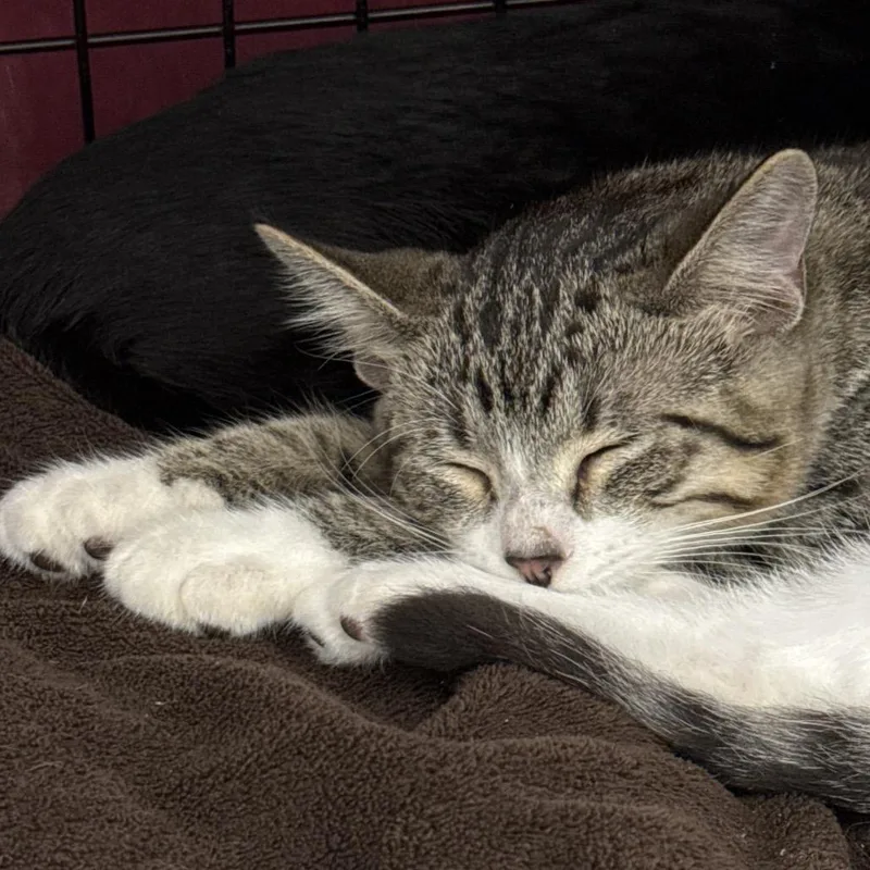 A baby small-sized male Black Domestic Short Hair cat named Xaden for adoption in Bismarck, ND