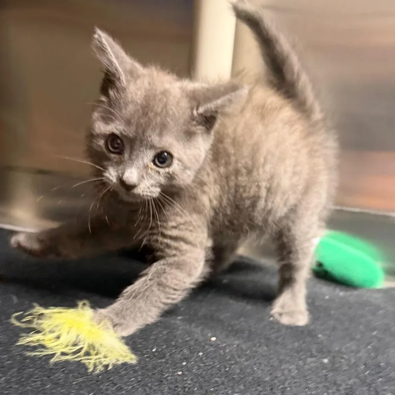 Dryer Lint