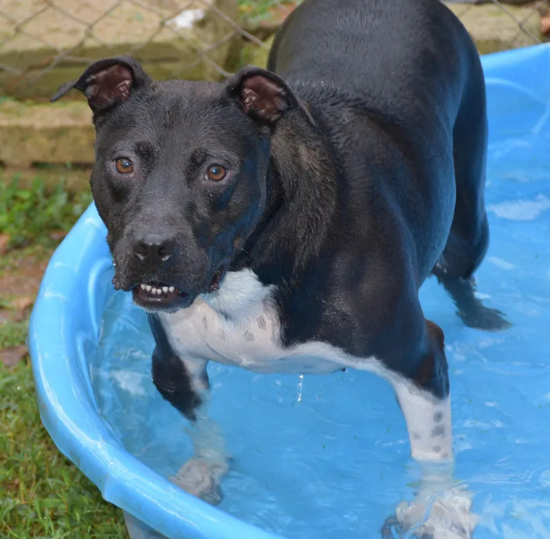 An adult medium-sized female Pit Bull Terrier dog named Aurora for adoption in Wedowee, AL
