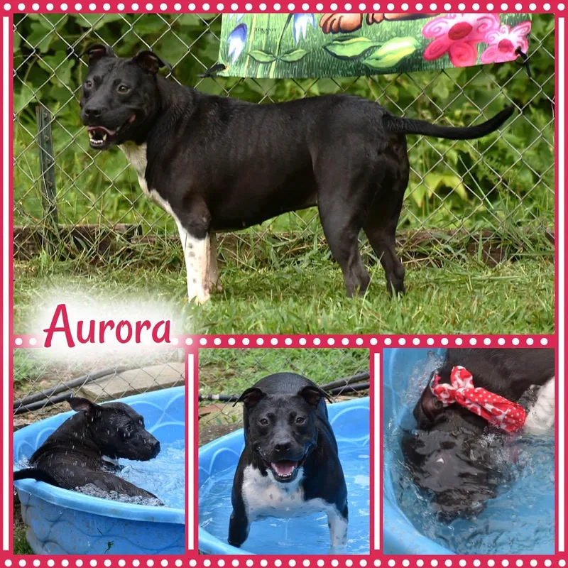 Aurora thumbnail 3