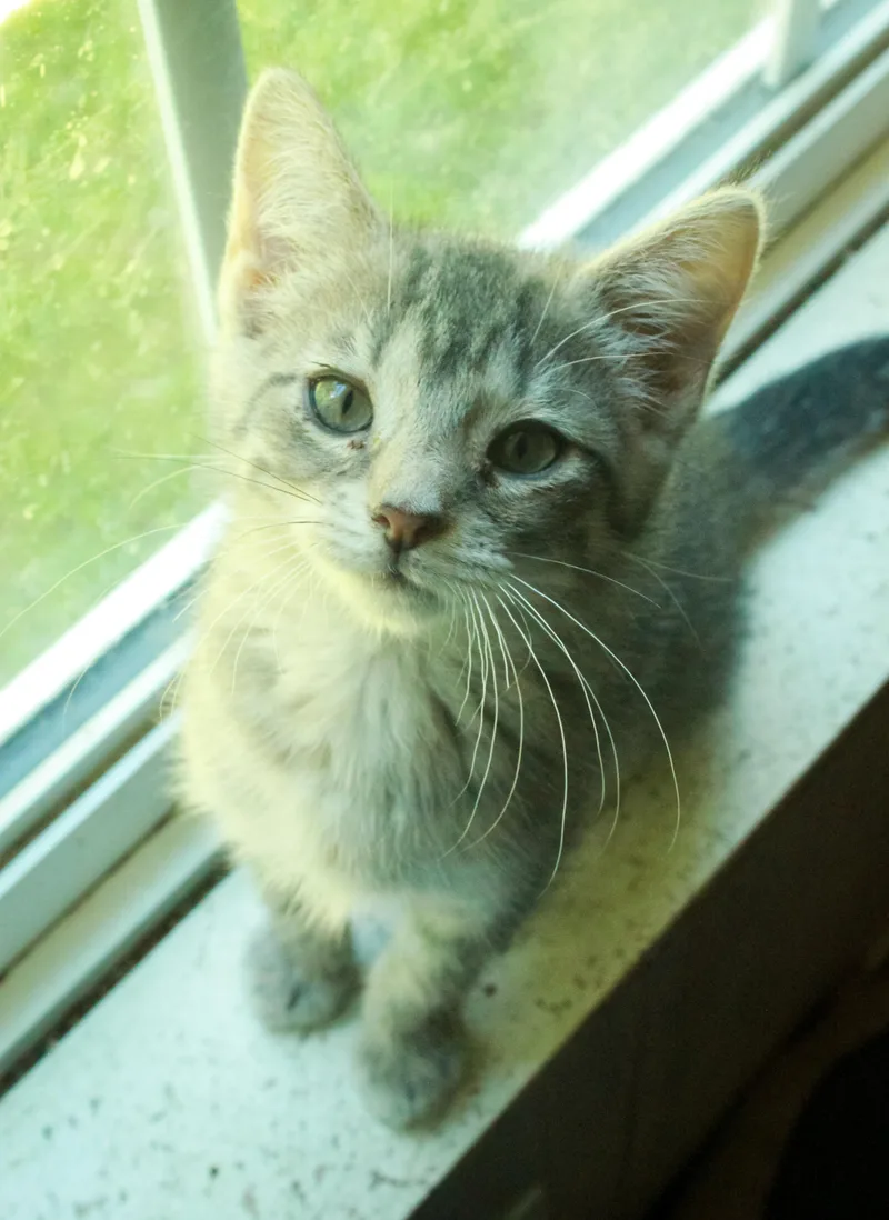 A baby medium-sized female Tabby (Gray / Blue / Silver) Domestic Short Hair cat named Chickpea for adoption in Ona, WV