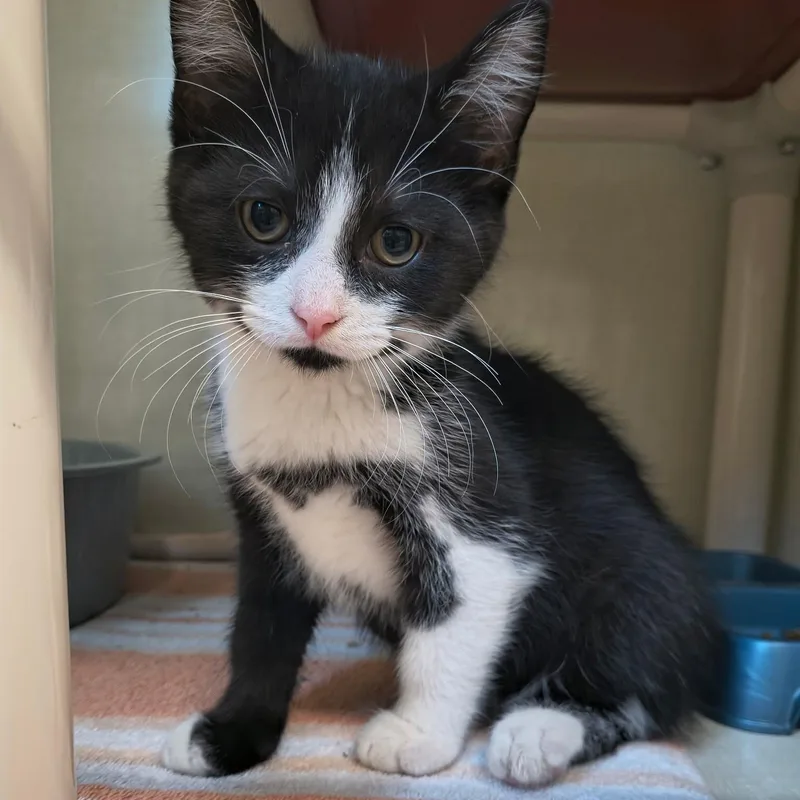 A baby large-sized male Black & White / Tuxedo Domestic Short Hair cat named Ted for adoption in Saint Marys, PA
