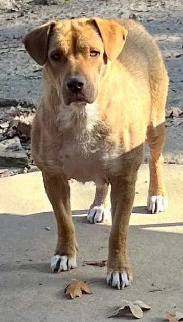 An adult large-sized female Brown / Chocolate Labrador Retriever dog named Robin for adoption in Shawnee, OK