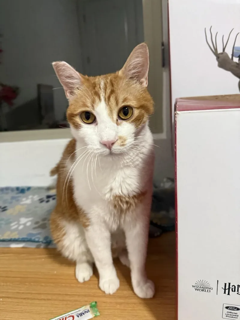 A young medium-sized male Orange & White Domestic Short Hair cat named Ollie for adoption in Las Vegas, NV