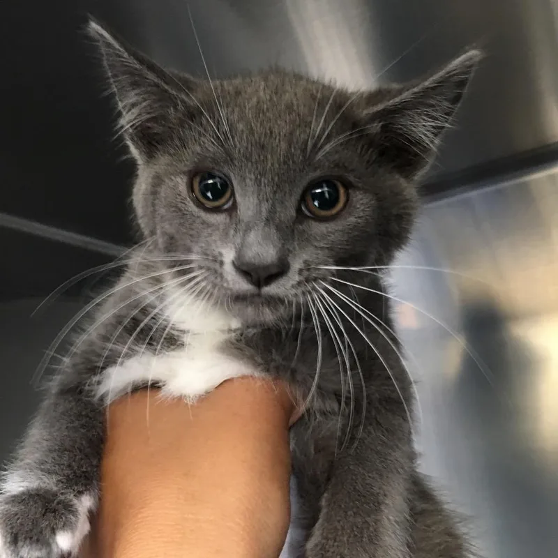 A baby small-sized female Gray / Blue / Silver Domestic Medium Hair cat named Whitney Houston for adoption in Ojai, CA