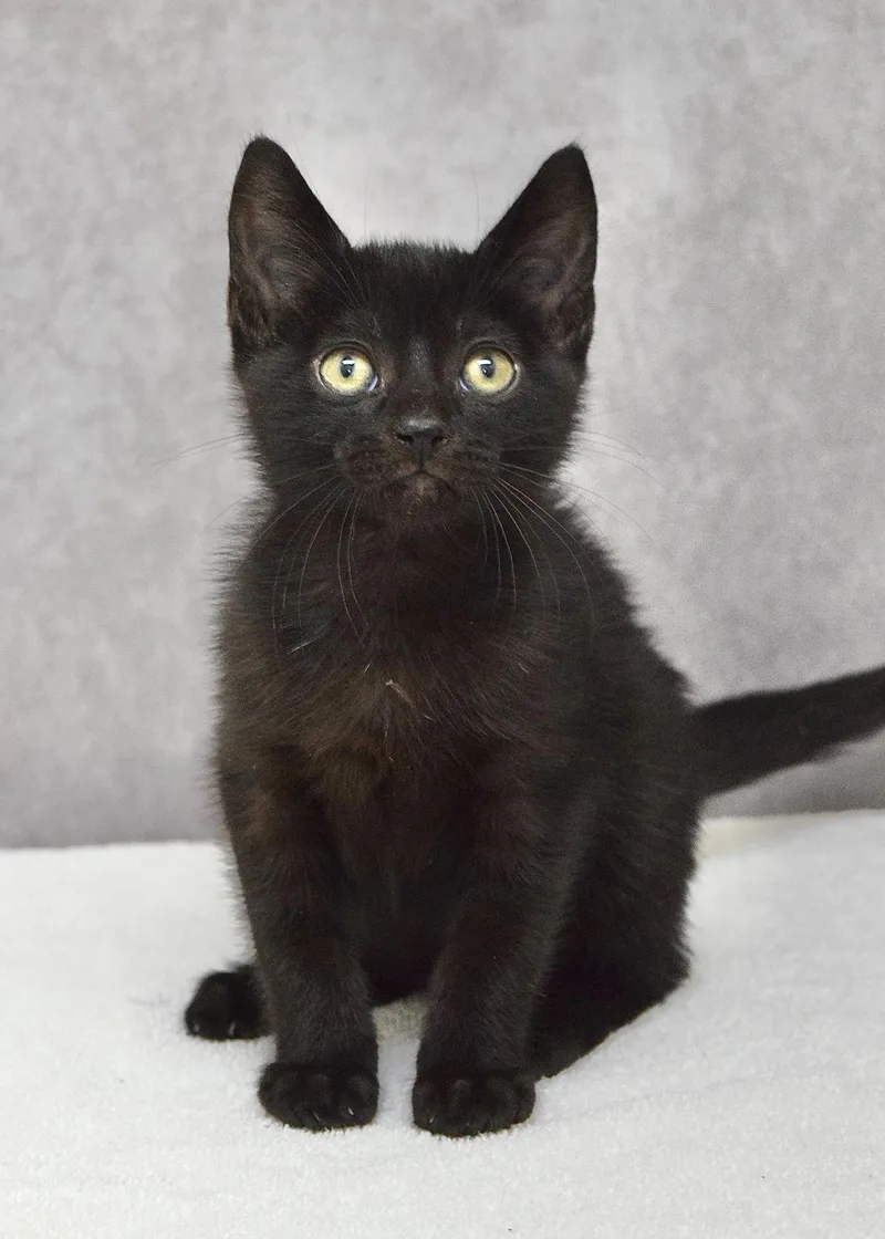 A baby medium-sized male Black Domestic Short Hair cat named Phil for adoption in Dublin, CA