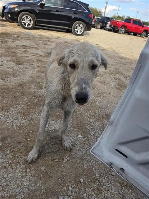 A young large-sized male Great Pyrenees dog named Leo for adoption in San Antonio, TX