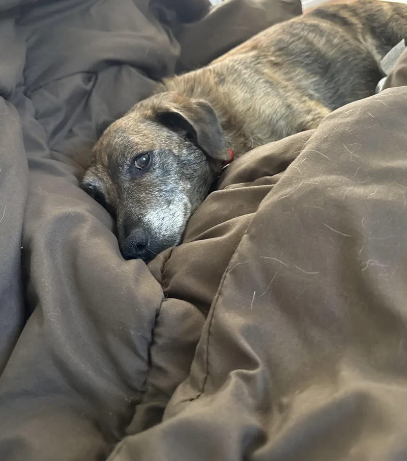 A senior medium-sized male Dachshund dog named Henry for adoption in Succasunna, NJ