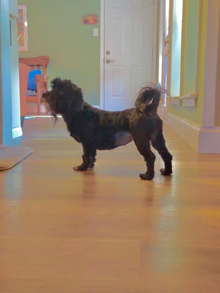 A young small-sized female Tricolor (Brown, Black, & White) Havanese dog named Luna for adoption in Richardson, TX