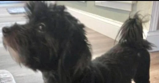 Luna thumbnail 2
