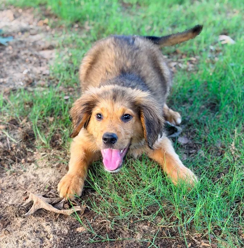 A baby large-sized male Golden Retriever dog named Mr. Edwards for adoption in Ewing, NJ