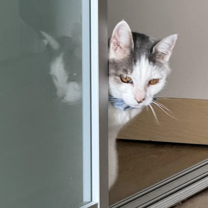 An adult medium-sized female White Domestic Short Hair cat named Lady for adoption in Renton , WA