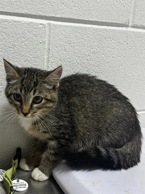 A baby small-sized female Domestic Short Hair cat named Misty for adoption in Upper Marlboro, MD