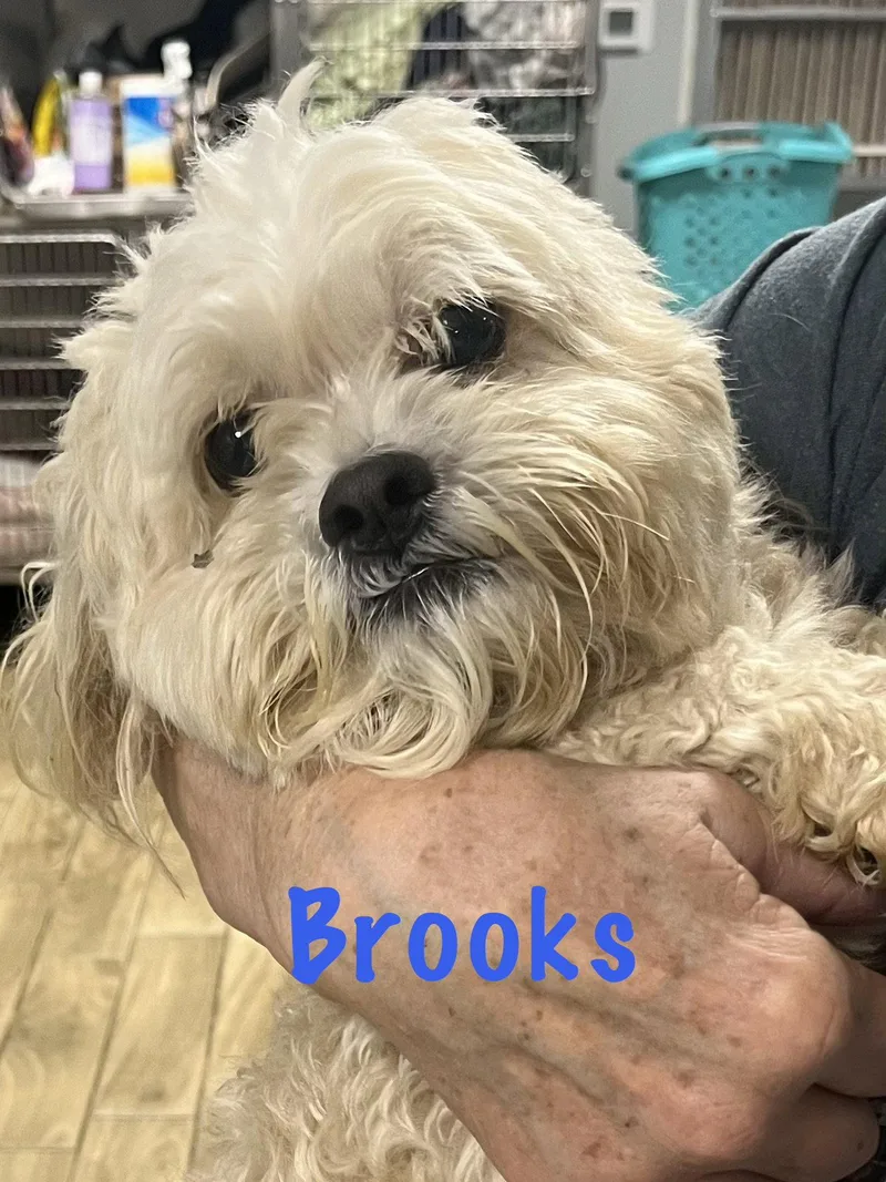 Brooks