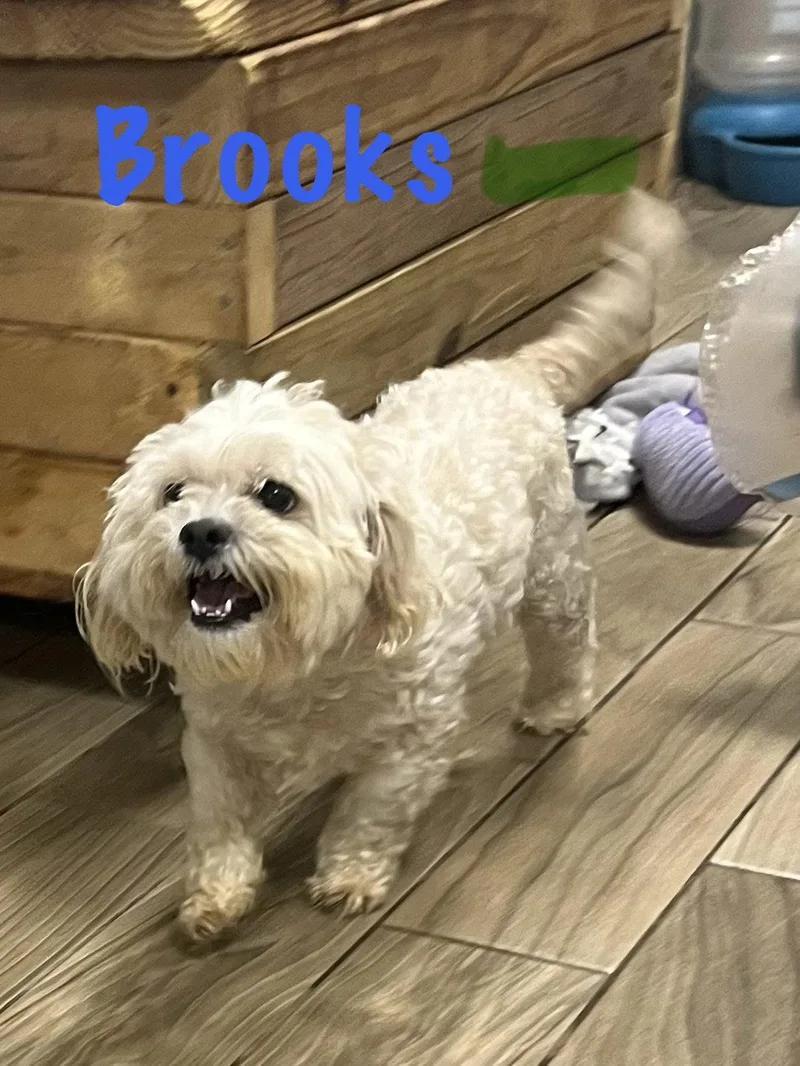 Brooks thumbnail 2