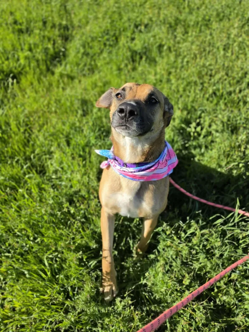 Seraphina thumbnail 2