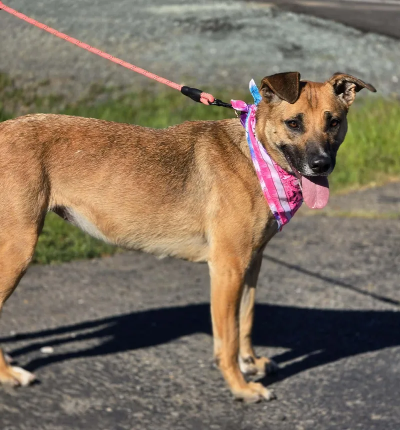 Seraphina thumbnail 3