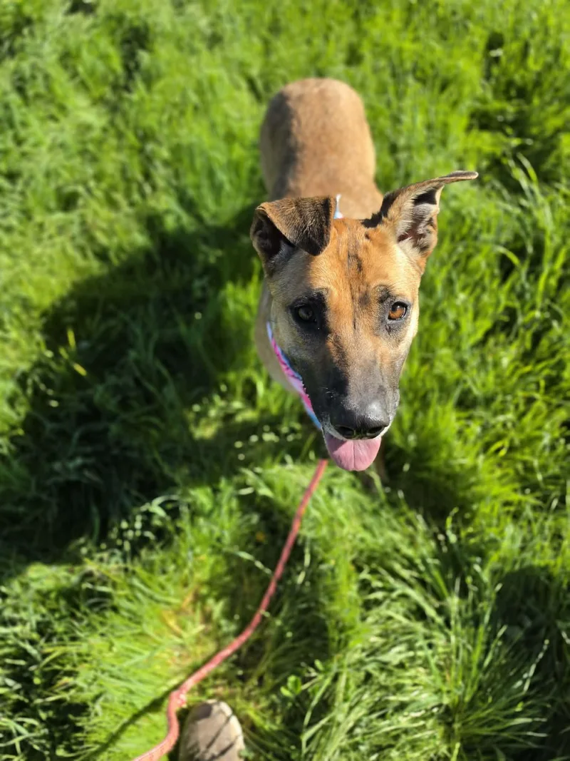 Seraphina thumbnail 4