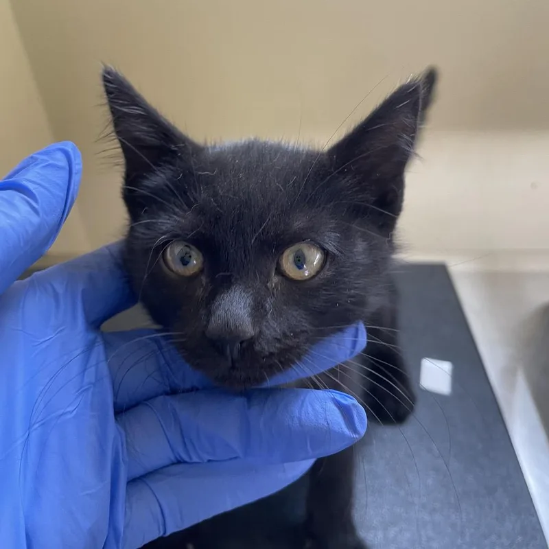 A baby small-sized male Black Domestic Short Hair cat named Door Dash for adoption in Pasadena, CA