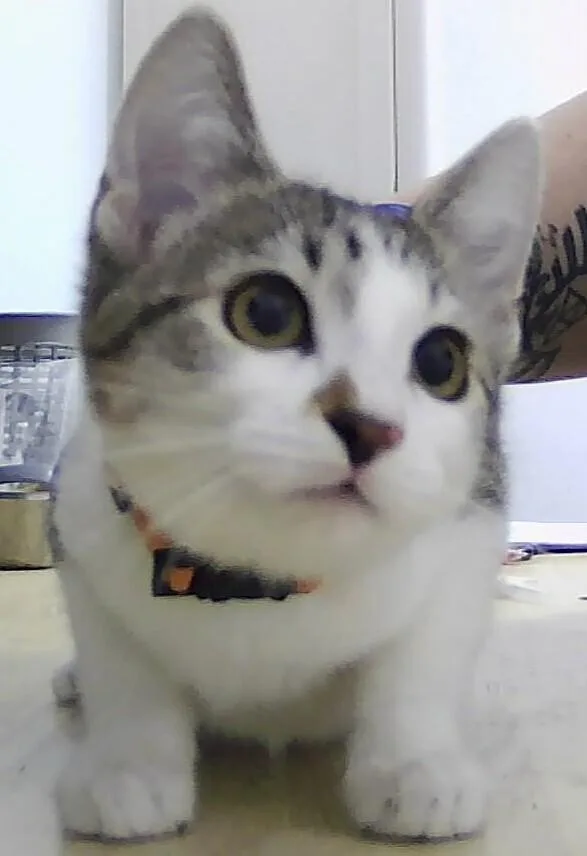 A baby small-sized female Domestic Short Hair cat named Beckett for adoption in Anoka, MN