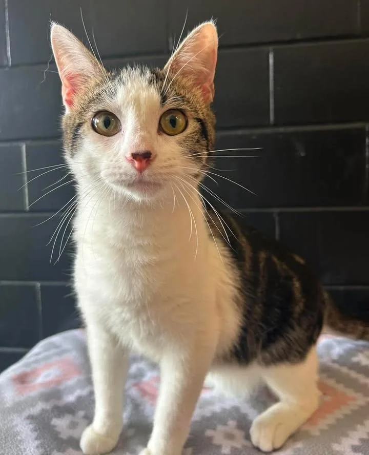 A baby medium-sized male Domestic Short Hair cat named Wiimote for adoption in Effingham, IL