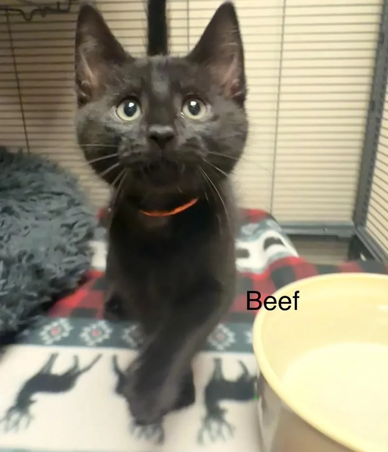 A baby small-sized male Domestic Short Hair cat named Beef for adoption in Blountville, TN
