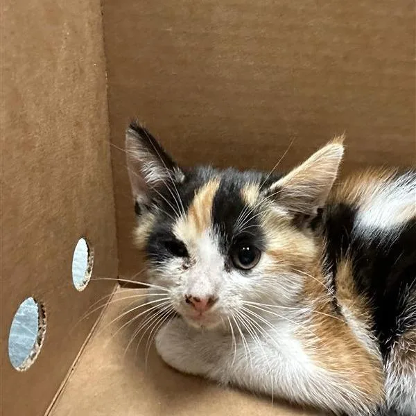 A baby small-sized female Calico Domestic Short Hair cat named Charlie for adoption in Jacksonville, FL