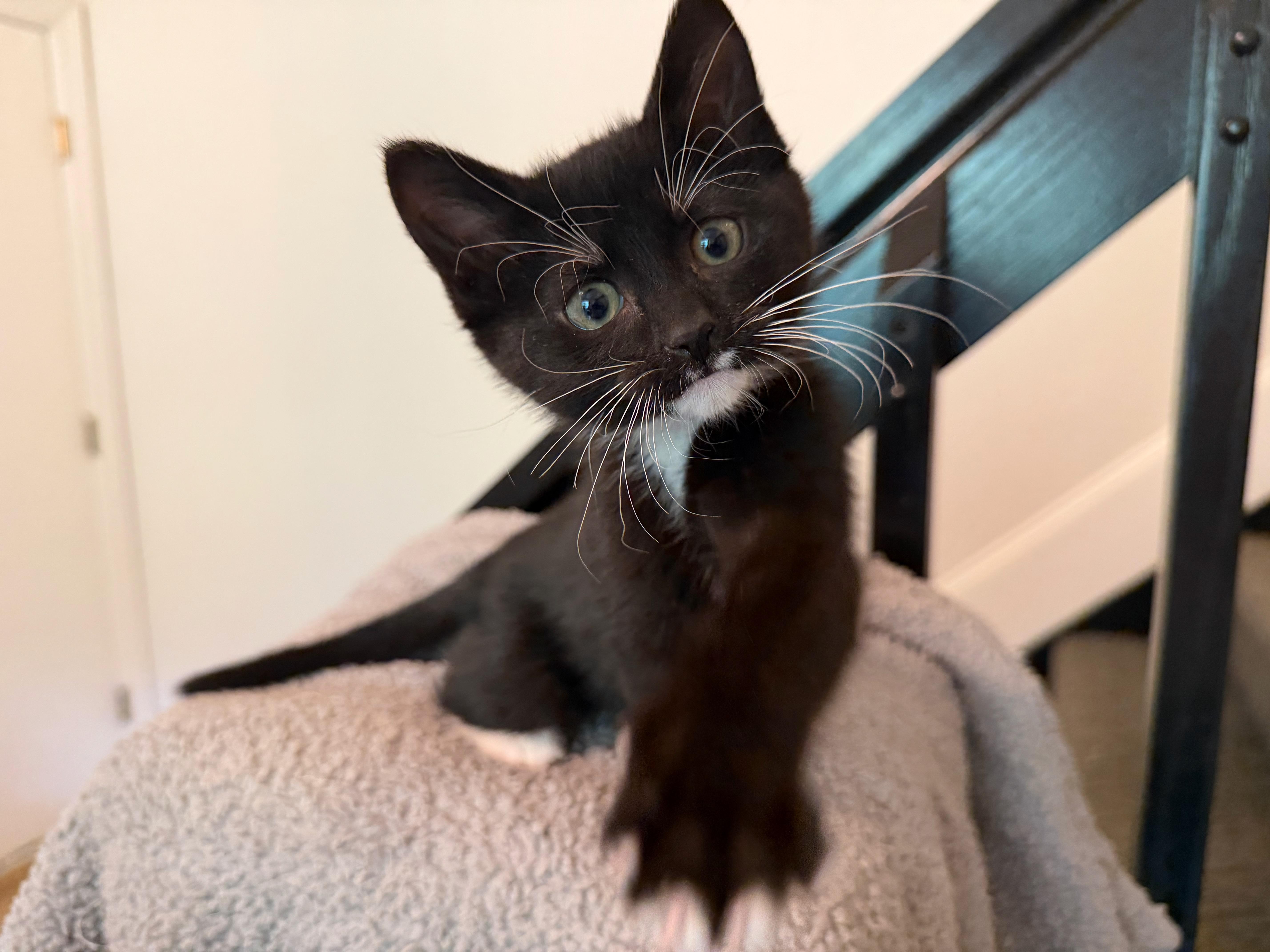 A baby small-sized female Black & White / Tuxedo Domestic Short Hair cat named Callie Dentry for adoption in Morrison, CO