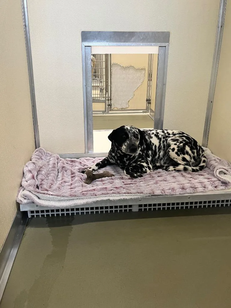 An adult medium-sized female Mixed Breed dog named Luna for adoption in Columbia, TN