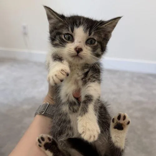 A baby small-sized male Domestic Medium Hair cat named Bullseye for adoption in Fishers, IN
