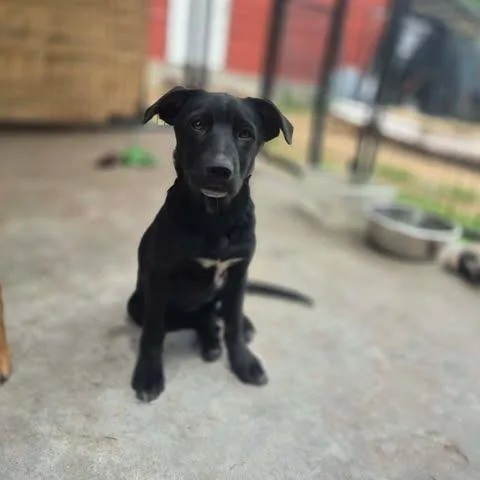 A baby small-sized female Black Shepherd dog named Puptart for adoption in Dover, AR