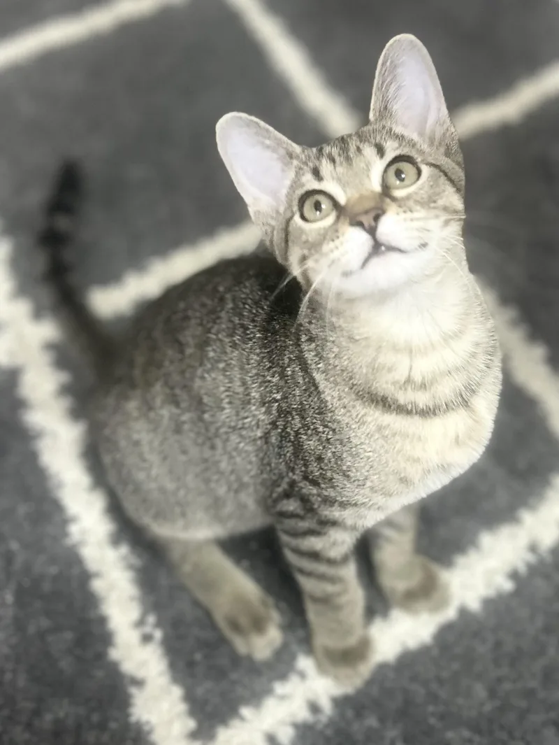 Gretchen thumbnail 3