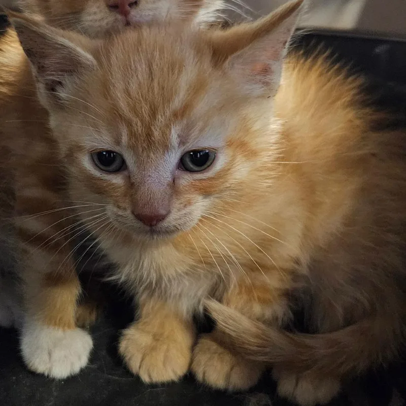 A baby small-sized male Orange / Red Domestic Short Hair cat named Orange Citrus Mango for adoption in Greensboro, NC