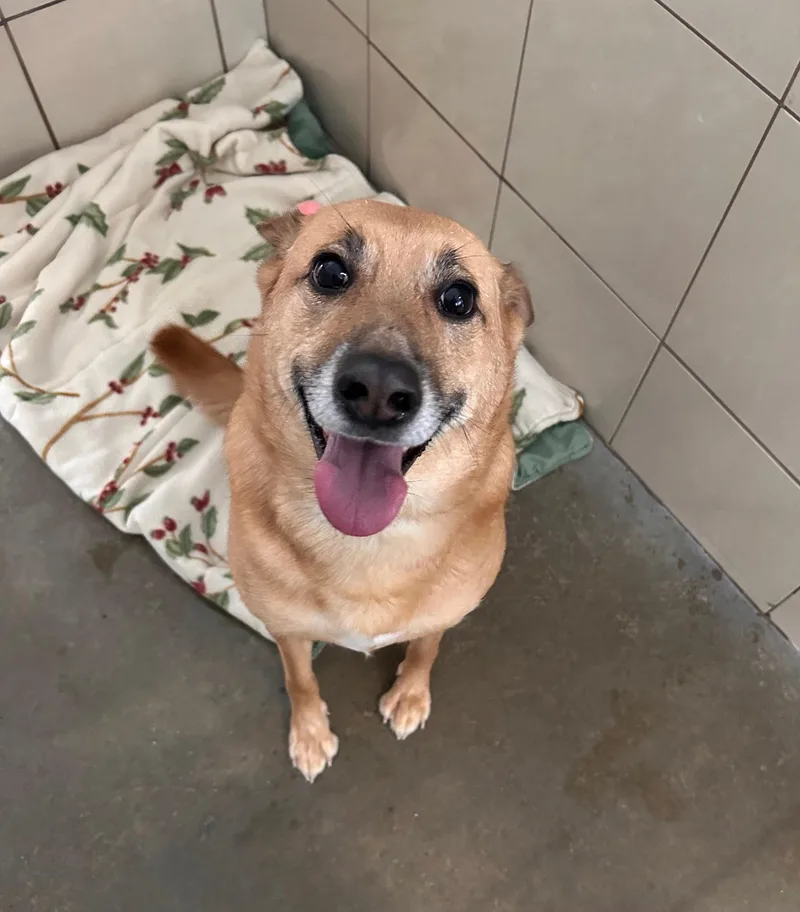 An adult medium-sized female Yellow / Tan / Blond / Fawn Mixed Breed dog named Remmi for adoption in Seneca, PA