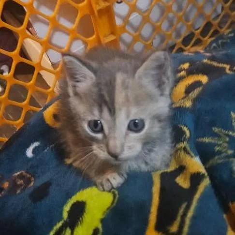 A baby small-sized female Domestic Short Hair cat named Syrax for adoption in Monroe, MI