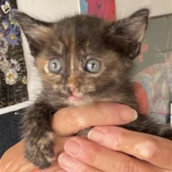 A baby small-sized female Tortoiseshell Domestic Short Hair cat named Garden Snail for adoption in Tempe, AZ