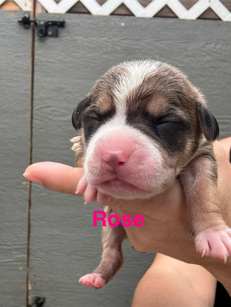 Lilly's Flowers  Rose