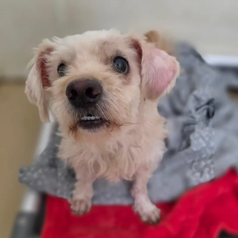 An adult small-sized male White / Cream Maltese dog named Winson  Chino Hills for adoption in Chino Hills, CA