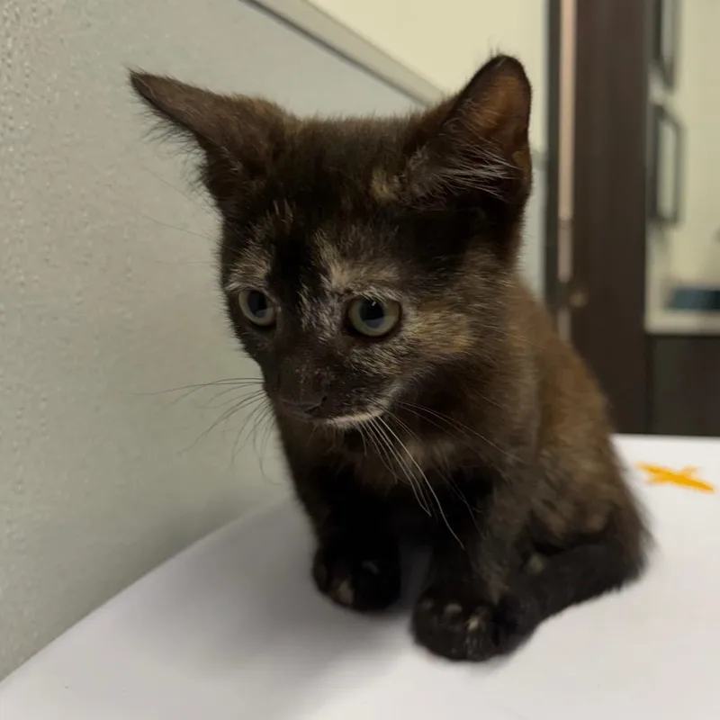 A baby small-sized female Brown / Chocolate Domestic Short Hair cat named Scarlett for adoption in Clearwater, FL