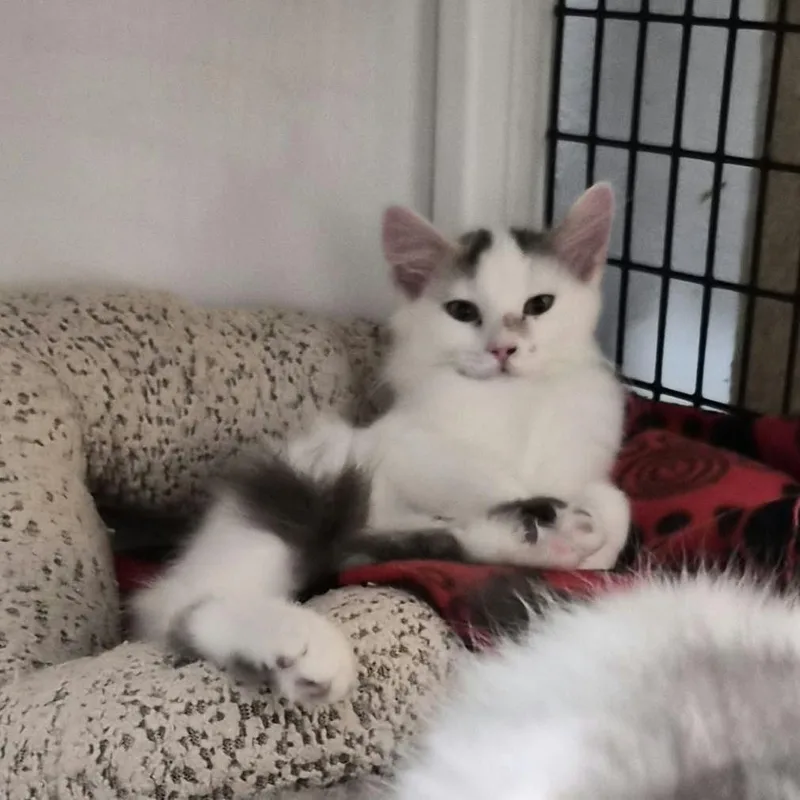 A baby small-sized female Domestic Medium Hair cat named Calypso for adoption in Las Cruces, NM