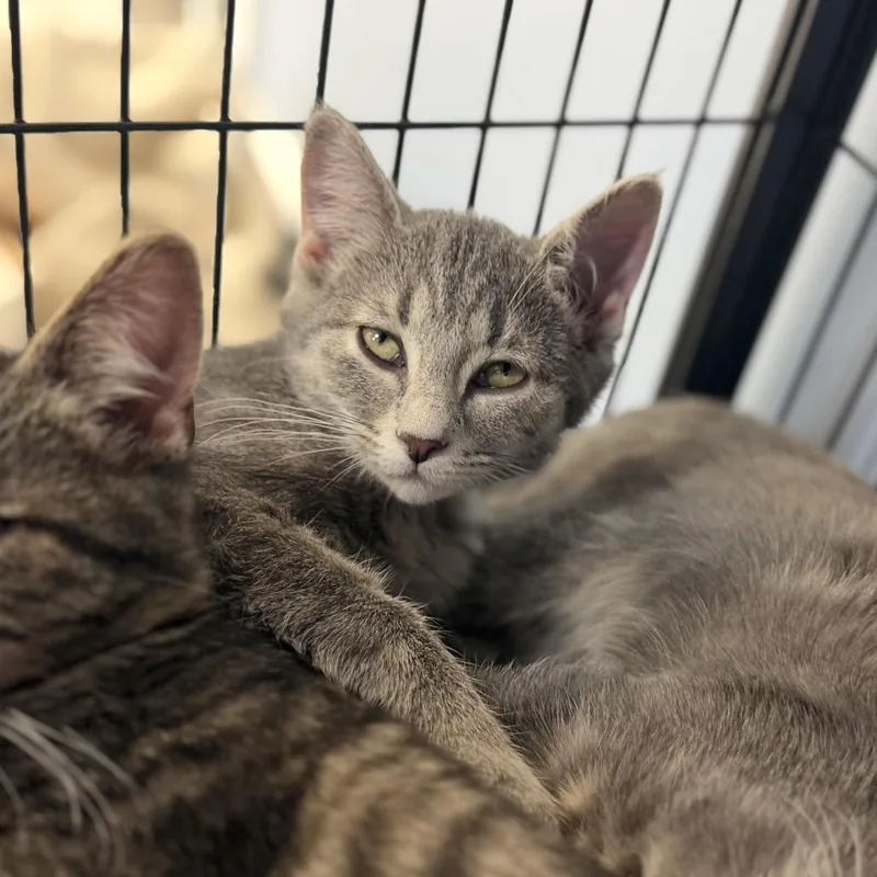 A baby small-sized female Domestic Short Hair cat named Waterlily for adoption in Portage, MI
