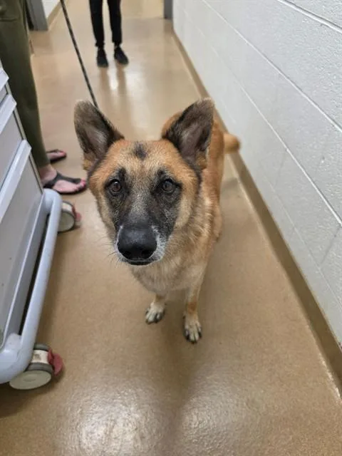 An adult large-sized female German Shepherd Dog dog named Luna for adoption in Saint Peters, MO