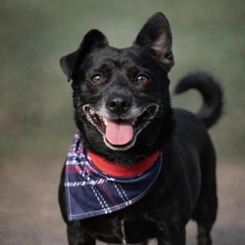 An adult small-sized male Black Chihuahua dog named Mack for adoption in Hondo, TX