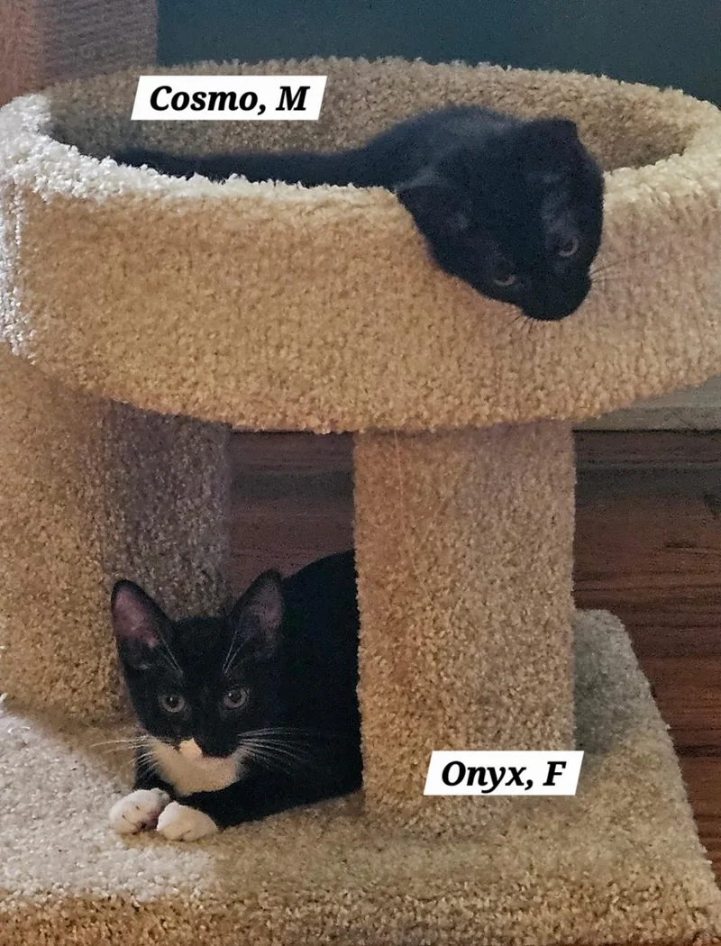 A baby medium-sized male Domestic Short Hair cat named Cosmos for adoption in Succasunna, NJ
