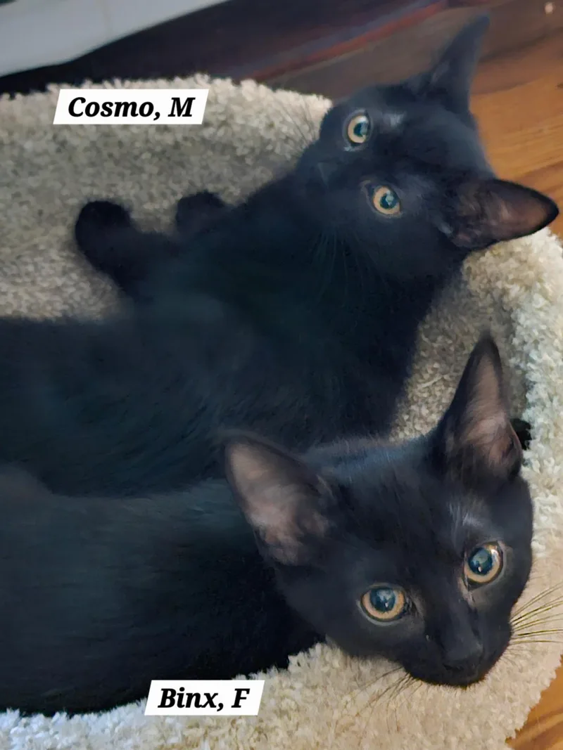 Cosmos thumbnail 2